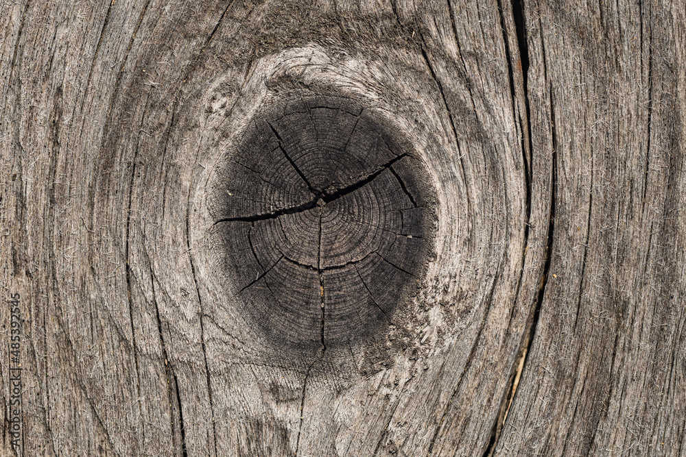 Obraz premium Struktura drzewa iglastego