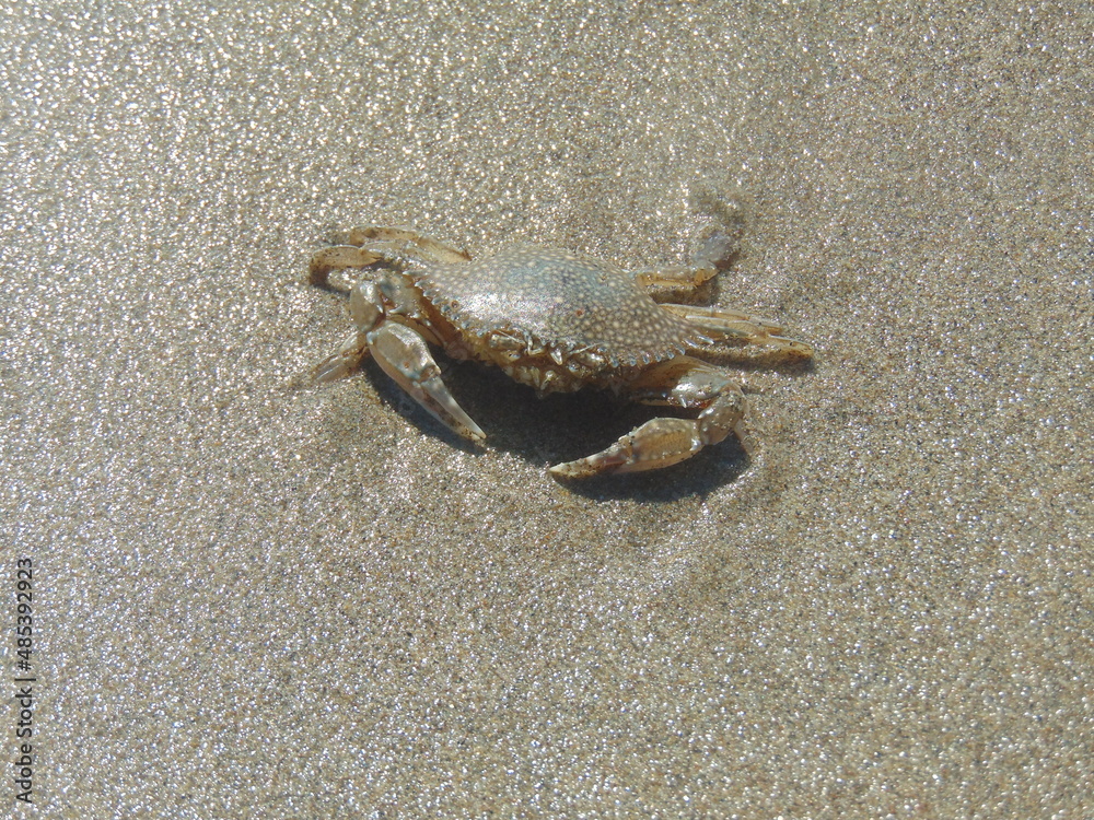 crab on the beach