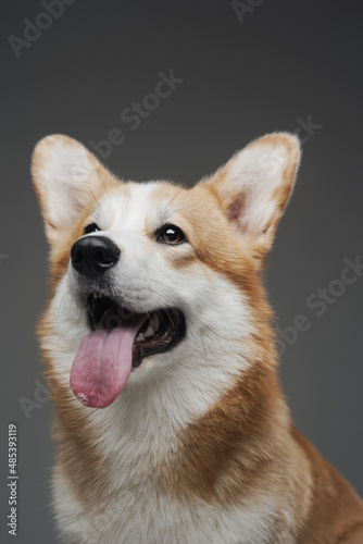 Purebred happy corgi dog isolated on gray background