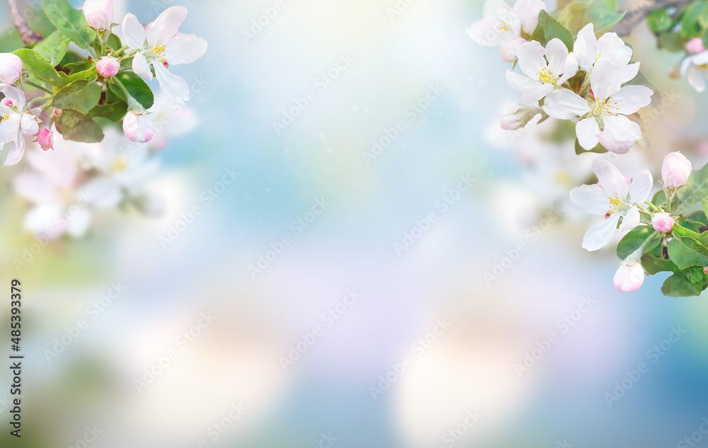 Fototapeta premium Blossoming fruit tree branch background. Copy space. Spring background