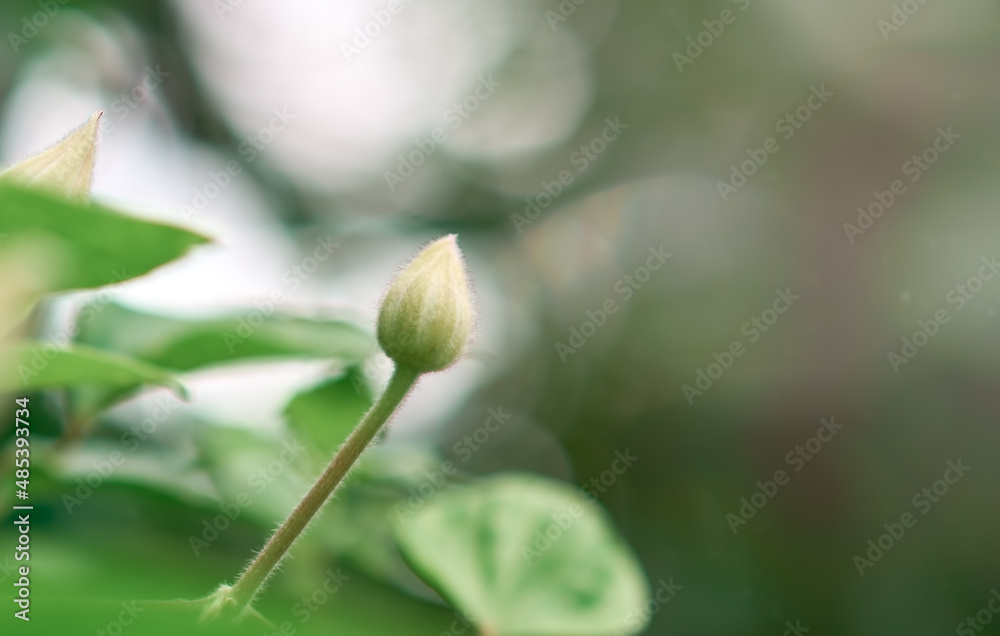 Obraz premium Clematis bud in selective soft focus