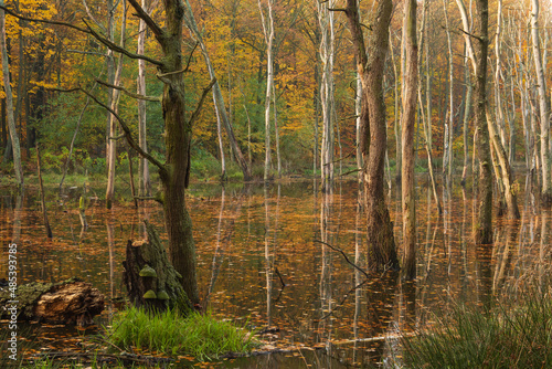 Fototapeta Naklejka Na Ścianę i Meble -  Zalany las w dzielnicy Katowic -Murcki