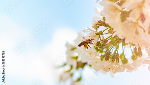 Fruit tree flowers and a bee collecting pollen