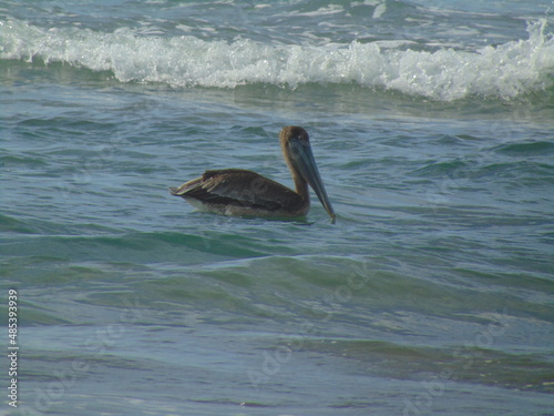 pelicans in the sea