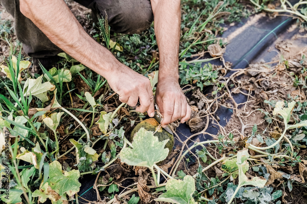 Fototapeta premium Farmer man picking up melon fruit working at green organic farm - Horticulture concept - Focus on right hand