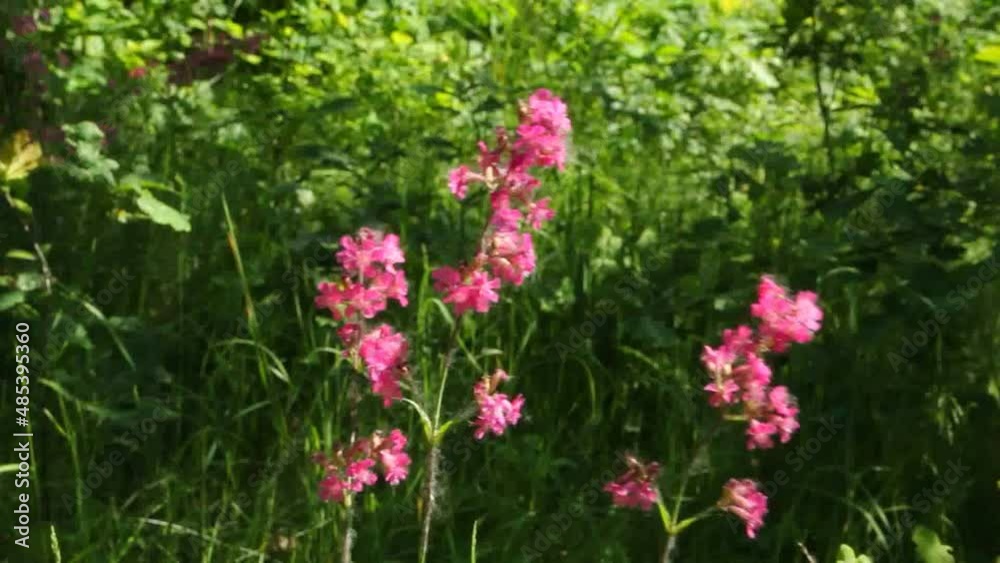 Viscaria, Viscaria vulgaris, Siléne, Steris viscaria is a herbaceous, perennial plant, dicotyledonous, which belongs to the Carnation family.
Viscaria, Viscaria vulgaris, Siléne, Steris viscaria is a herbaceous, perennial plant, dicotyledonous, which belongs to the Carnation family.