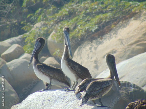 pelicans on the beach