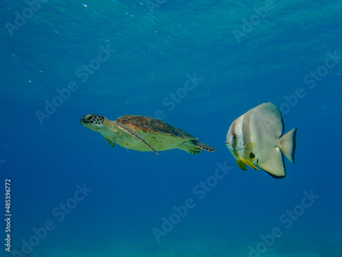 Batfish and turtle swimming in Mayotte blue lagoon