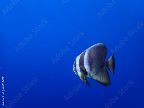Batfish and turtle swimming in Mayotte blue lagoon © aylerein