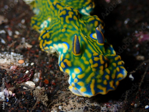 Multicolored sea slug on sea bed in Reunion island during scuba diving