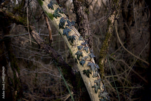 Common ivy on white tree trunk