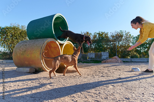 smiling young cropped woman playing with two dogs in a dog training park with concrete pipe and fence on a sunny day photo