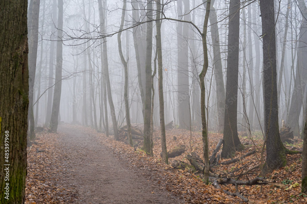 footpath in the forest in heavy fog footpath in the forest in heavy fog