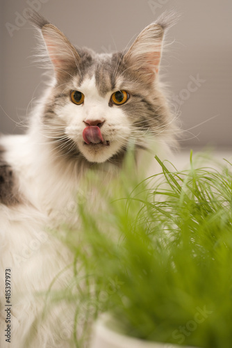 Pretty Maine Coon Cat eating cat grass on table at home photo