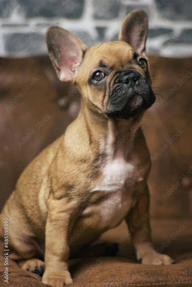 Puppy French Bulldog