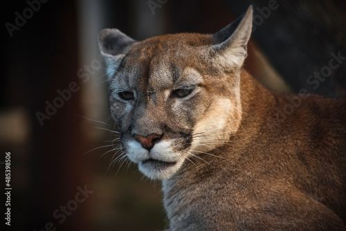 A cougar in the zoo. A wild cat in captivity. Portrait of an animal.