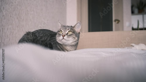 A domestic striped gray cat lie on the bed and turns his head in different directions.