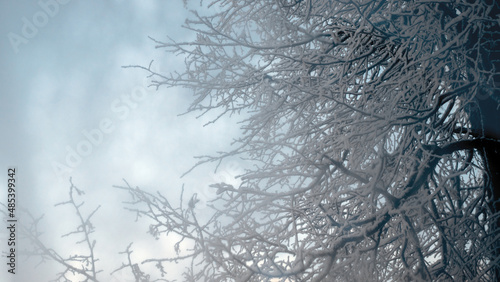 Tree branches covered in white frost. Hoarfrost lies on the branches of trees on a winter day. Winter view of trees against the sky.