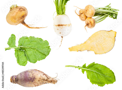 set of various brassica rapa vegetables isolated photo