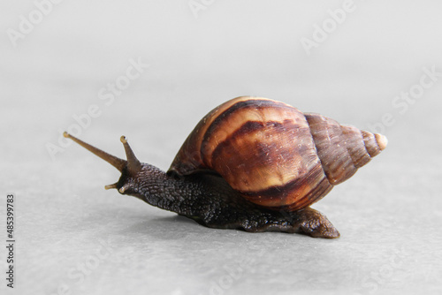 Giant African Land Snail - Lissachatina fulica photo