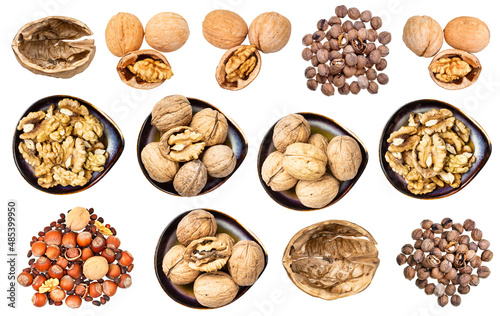 set of various walnuts isolated on white