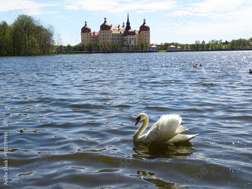 Fototapeta Naklejka Na Ścianę i Meble -  Swans on the lake