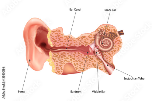 Ear Anatomy. Frontal section through the right external, middle, and internal ear. vector illustration. photo