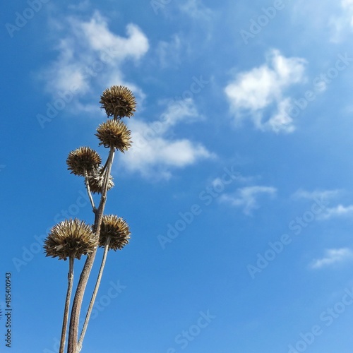 Flower against sky