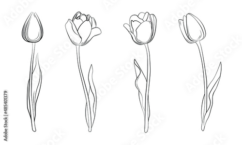 A group of tulips. Spring flowers. Women's flowers. Gift flowers. Colorless tulips