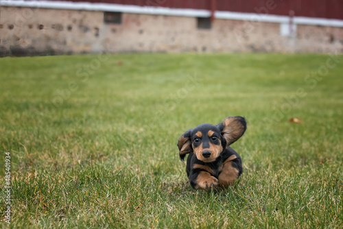 Cute Dachsund Puppy running down a hill. photo