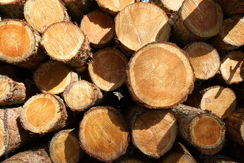 a stack of timber logs