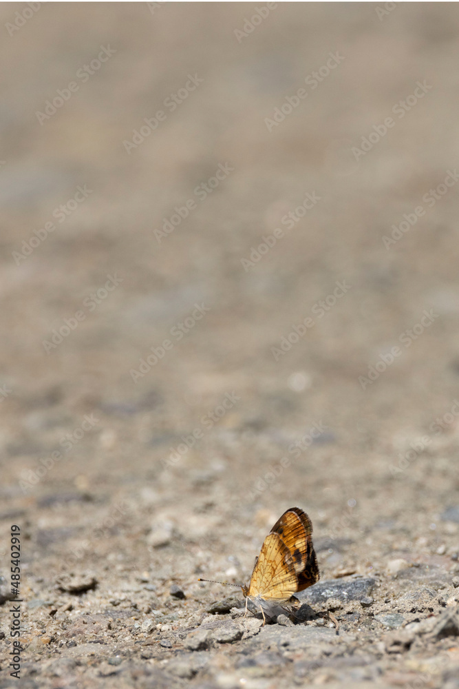 Northern Crescent puddling Northern Crescent puddling