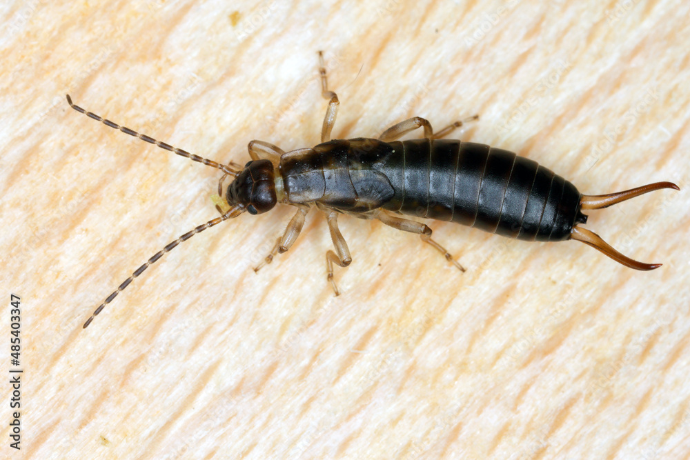 Larva of European earwig (Forficula auricularia) on wood.