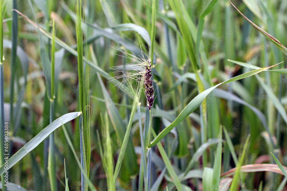 Loose smut of barley is caused by Ustilago nuda. It is a disease that can destroy a large part of a barley crop. Loose smut replaces grain heads with smut, or masses of spores. Loose smut of barley is caused by Ustilago nuda. It is a disease that can destroy a large part of a barley crop. Loose smut replaces grain heads with smut, or masses of spores.