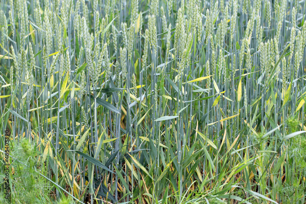 Cereals with yellow leaves caused by nutrient deficiencies or pathogens