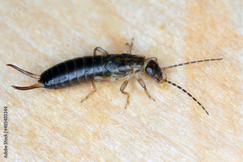 Larva of European earwig (Forficula auricularia) on wood.