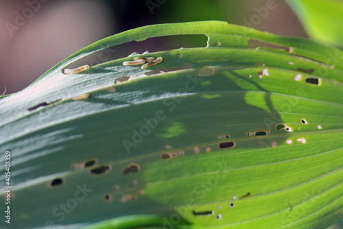 Solomon's seal sawfly larvae, Phymatocera aterrima on green leaves of a Polygonatum multiflorum photo