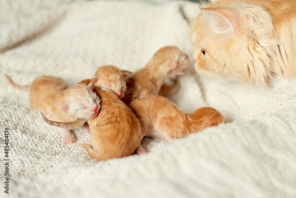 newborn kittens. Blind kittens. Red kittens just born
