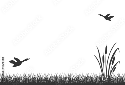 Black silhouette of swamp grass with reeds and flying ducks. Lake reed, background.