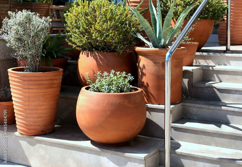 cactus in pots