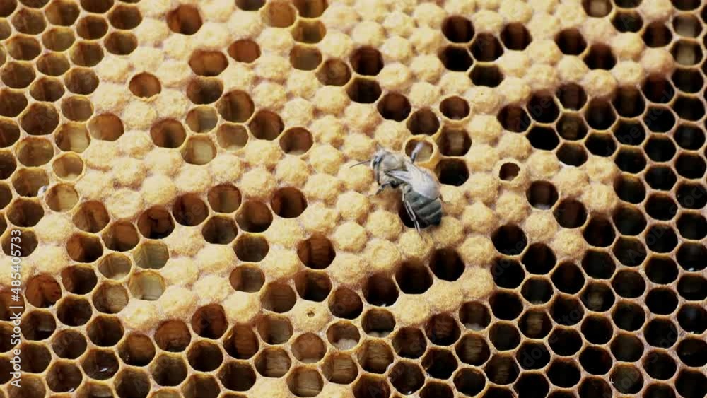 Bees on a honeycomb with honey. Bees fill honeycombs with fresh honey. Bees on a honeycomb with honey. Bees fill honeycombs with fresh honey.