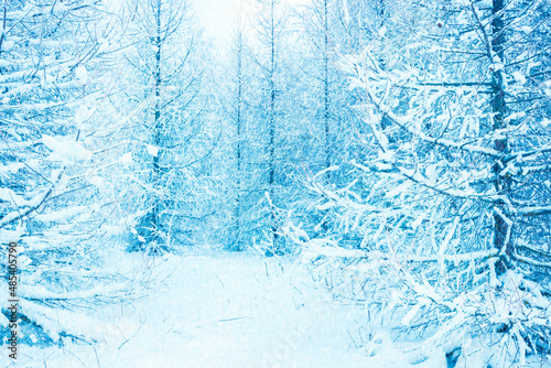 blue snow winter forest background