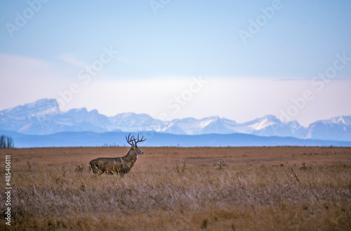 Fototapeta Naklejka Na Ścianę i Meble -  White-tailed Deer in City Park
