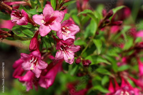 Wallpaper Mural Pink summer flowers blooming on a Weigela shrub Torontodigital.ca