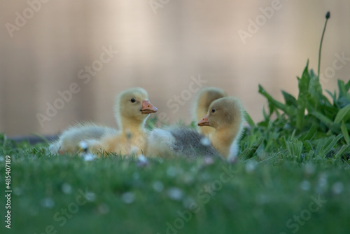brothers and sisters in the grass