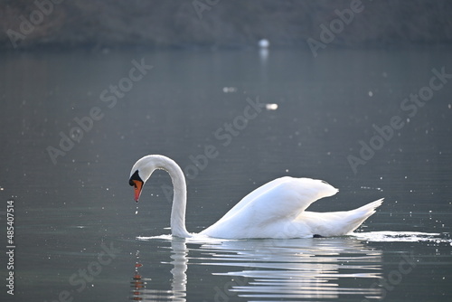 Fototapeta Naklejka Na Ścianę i Meble -  Beautiful swan