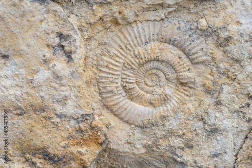 The imprint of a prehistoric ammonite shell in a stone. Paleontological preserved evidence of ancient life. Spiral fossil. Snail-like shell photo