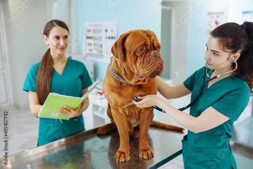 Fototapeta Naklejka Na Ścianę i Meble -  Doctors examining a very cute dog in veterinary clinic. Dogue de bordeaux. Medicine, pet, animals, health care and people concept.