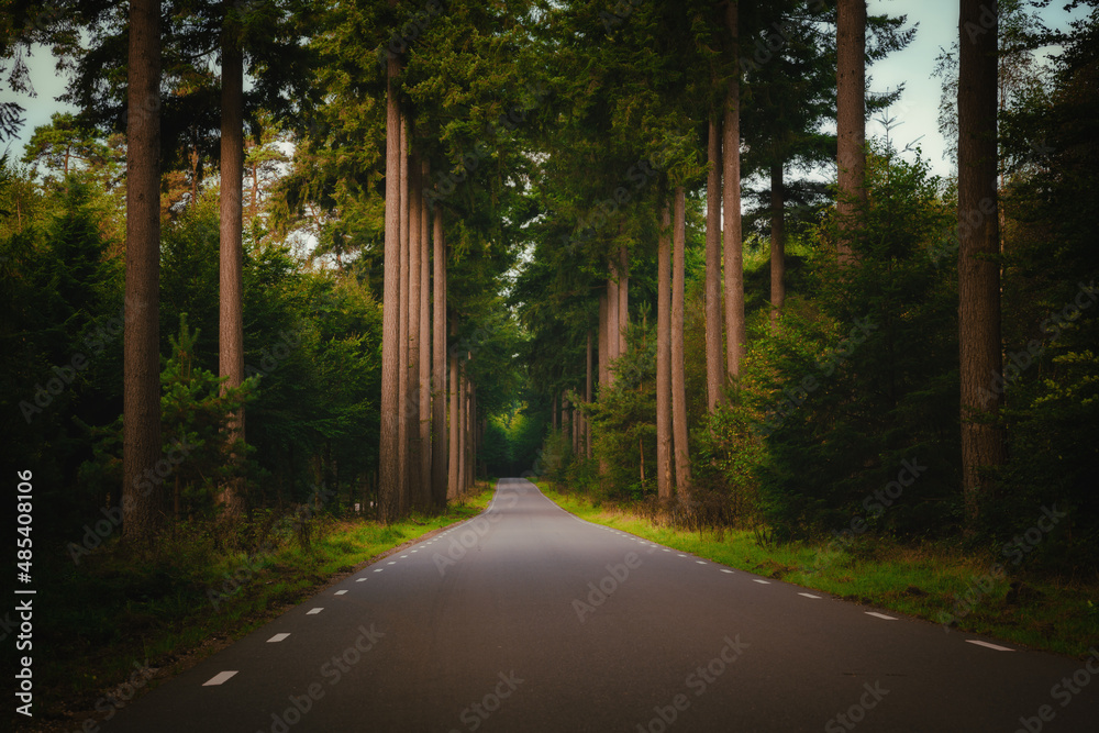 Fototapeta premium An asphalted highway through a forest in the Veluwe nature park in the Netherlands