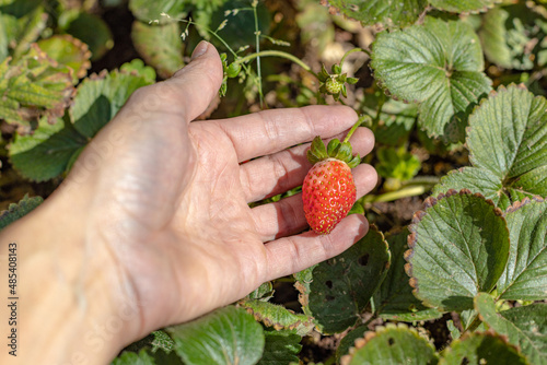 Hand holding a strawberry on its plant.